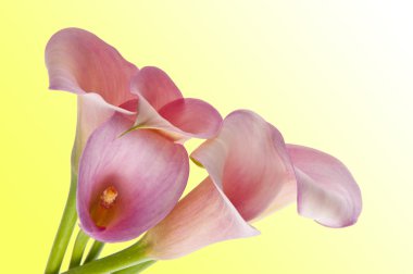 Radiant Calla Lily Background clipart