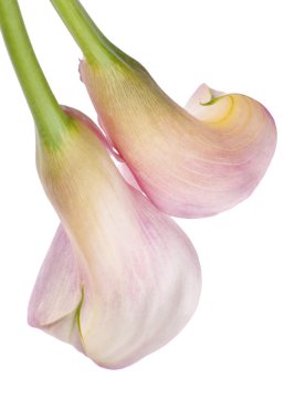 radyant calla lily arka plan