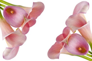 Radiant Calla Lily Background clipart