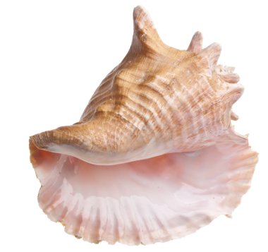 Conch Shell clipart