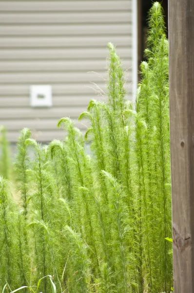 가정 배경에서 자란된 잔디 — 스톡 사진