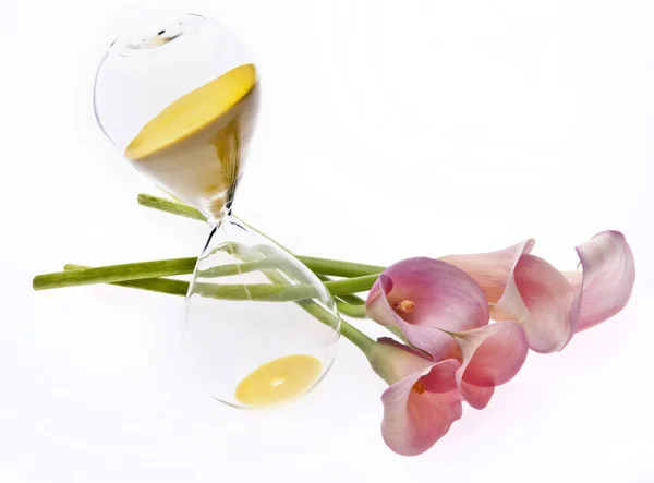 Strålande calla lily bakgrund — Stockfoto