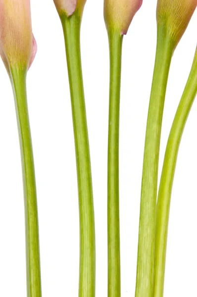 Radyant calla lily arka plan — Stok fotoğraf