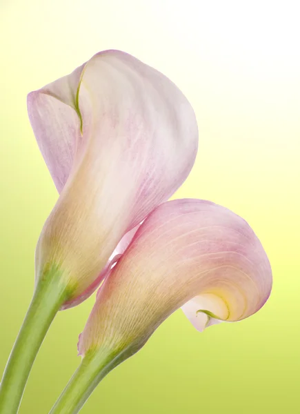 Radiant Calla Lily Background — Stock Photo, Image