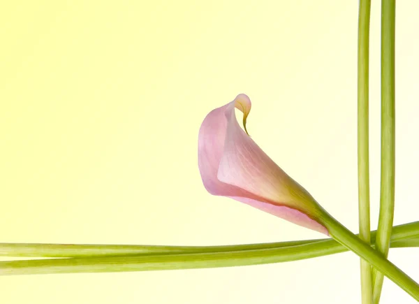 Radiant Calla Lily — стоковое фото