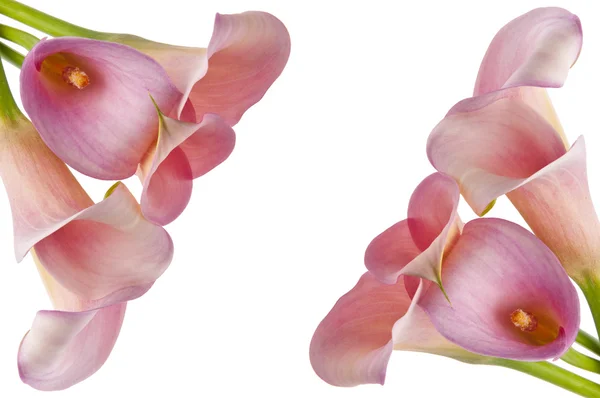Strålande calla lily bakgrund — Stockfoto