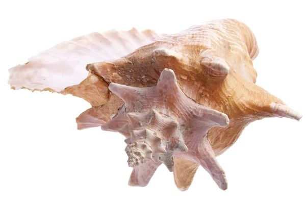 海螺 贝壳 — 图库照片
