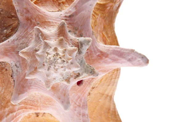 조가 비 껍질 — 스톡 사진