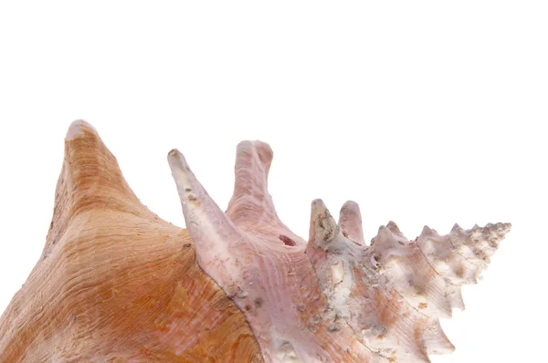 Conch Shell — Stock Photo, Image