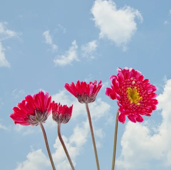 Mooie bloem achtergrondafbeelding — Stockfoto