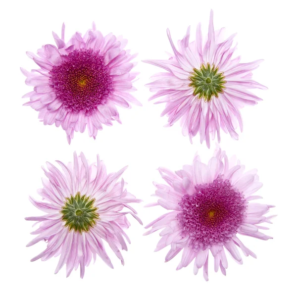 4 taze çiçekler ile arka plan — Stok fotoğraf