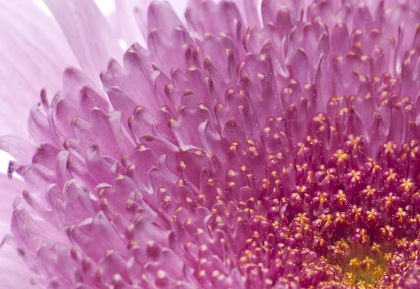 Mooie bloem achtergrondafbeelding — Stockfoto