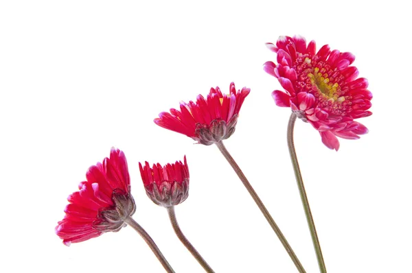 Roze bloemen groeien — Stockfoto