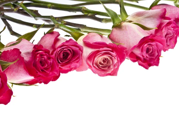 Imagem bonita Rosa Rosa Fronteira com espaço de cópia — Fotografia de Stock