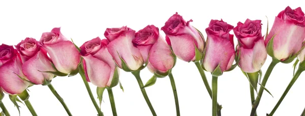 Красиві рожеві троянди кордону зображення з копією простір — стокове фото