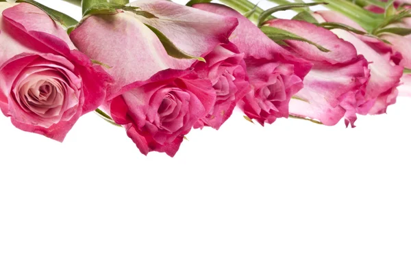 Belle rose bordure rose Image avec espace de copie — Photo