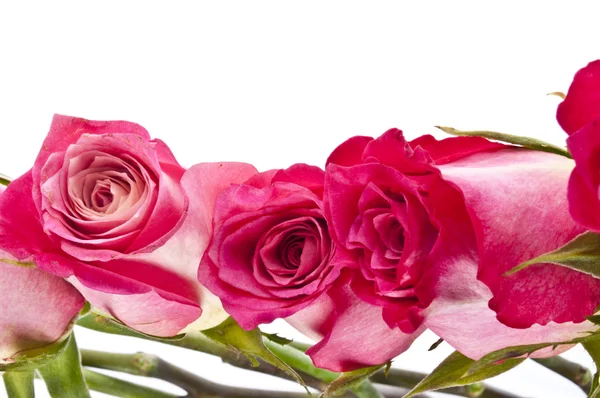 कॉपी स्पेससह सुंदर गुलाबी गुलाब सीमा प्रतिमा — स्टॉक फोटो, इमेज