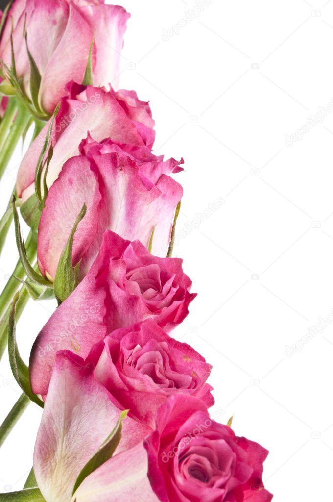 Beautiful Pink Rose Border Image with Copy Space — Stock Photo ...