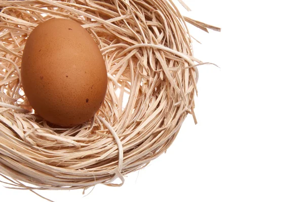 Nest with Brown Egg — Stock Photo, Image