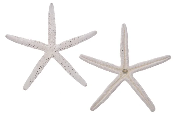 Paar voor witte starfish — Stockfoto
