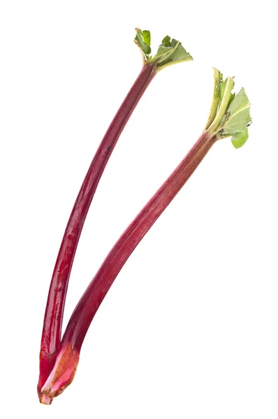 Rhubarbe fraîche — Photo