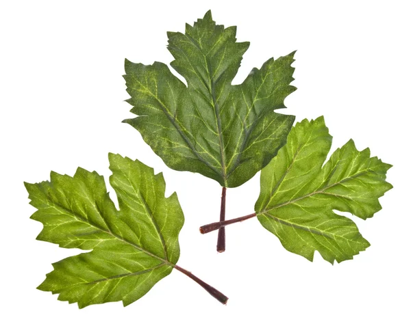Drei grüne Blätter — Stockfoto