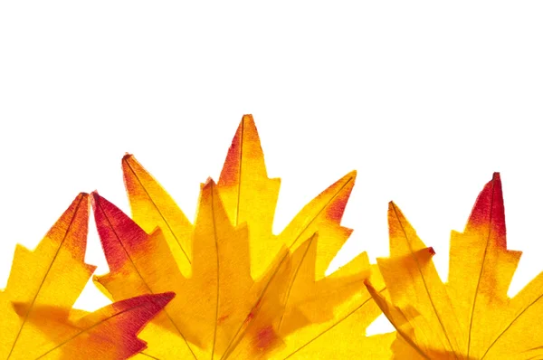 Canlı sonbahar yaprak arka plan — Stok fotoğraf