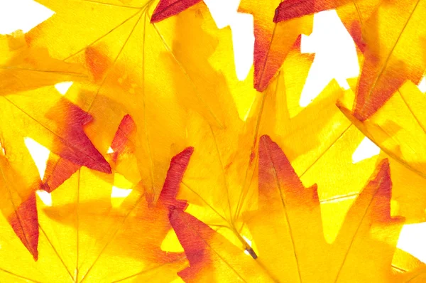 Canlı sonbahar yaprak arka plan — Stok fotoğraf