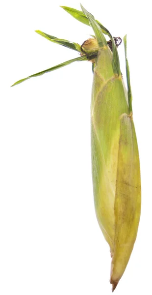 Čerstvá žlutá kukuřice — Stock fotografie