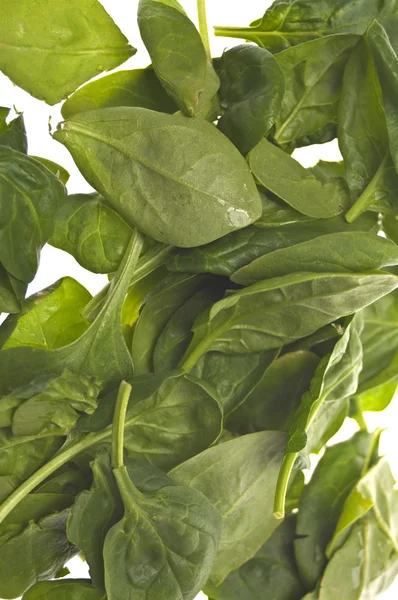 新鮮なベビー spiniah 背景 — ストック写真