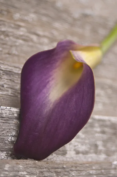 紫オランダカイウユリ — ストック写真
