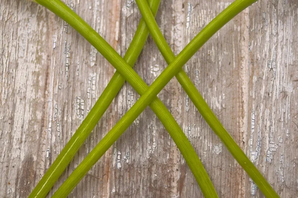 Wibrujący łodyg w stylu rustykalnym drewna — Zdjęcie stockowe