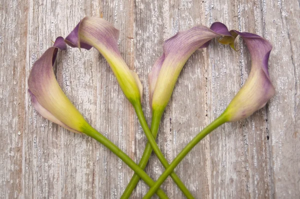 Purple Calla Lily — Stock Photo, Image