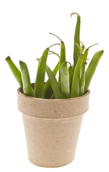 Wzrost świeżej zielonej fasoli — Zdjęcie stockowe