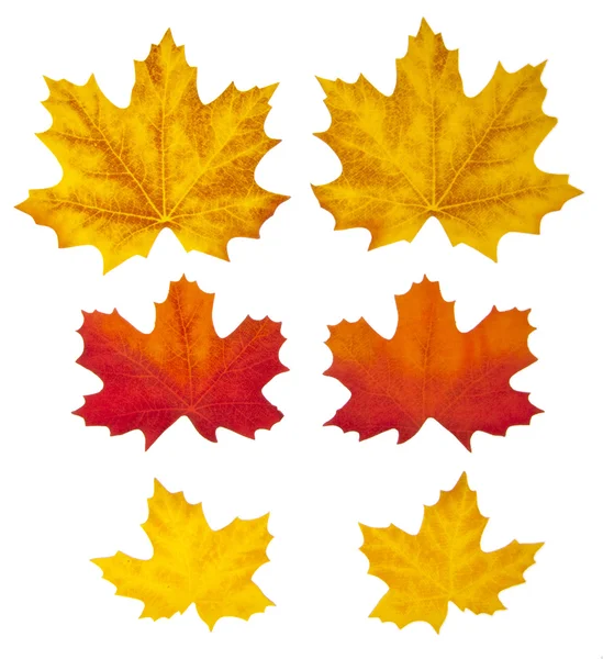 Podzimní listy na bílém — Stock fotografie