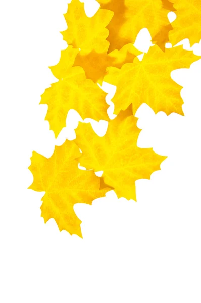 Herbstblätter auf Weiß — Stockfoto