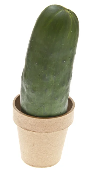 新鲜黄瓜生长 — 图库照片
