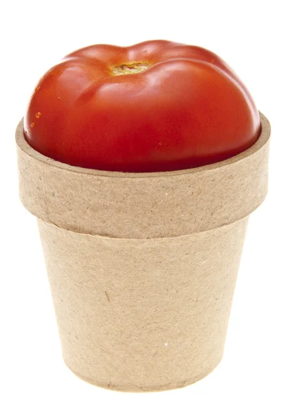 Fresh Tomato Growth — Stock Photo, Image