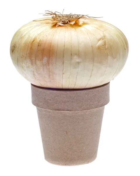Fresh White Onion — Stock Photo, Image