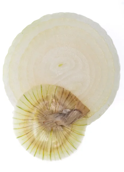 Cipolla bianca affettata — Foto Stock