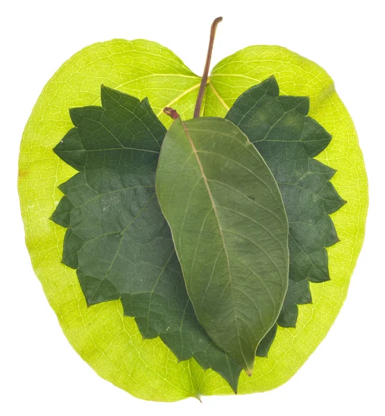 Різноманітність свіжих зелених листя — стокове фото