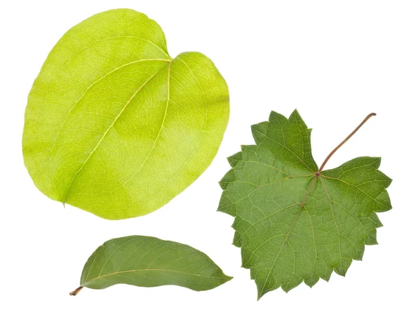 Různé čerstvé zelené listy — Stock fotografie