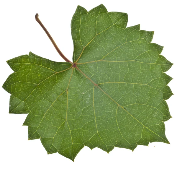 Яскраві зелені листя — стокове фото