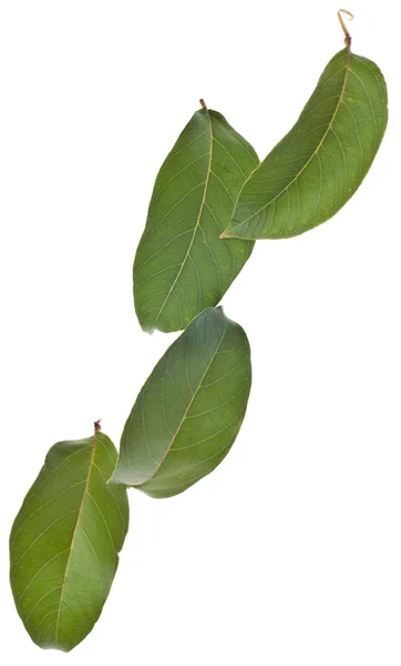 Wibrujący zielony liść — Zdjęcie stockowe