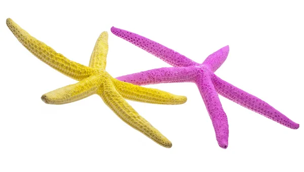 Par de Starfish vibrante — Fotografia de Stock