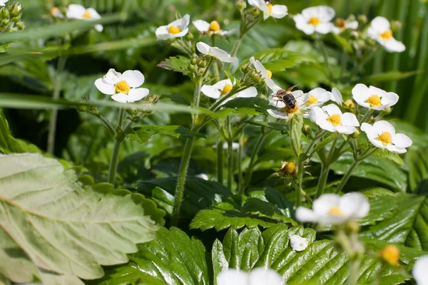 stock image Strawberry blossom