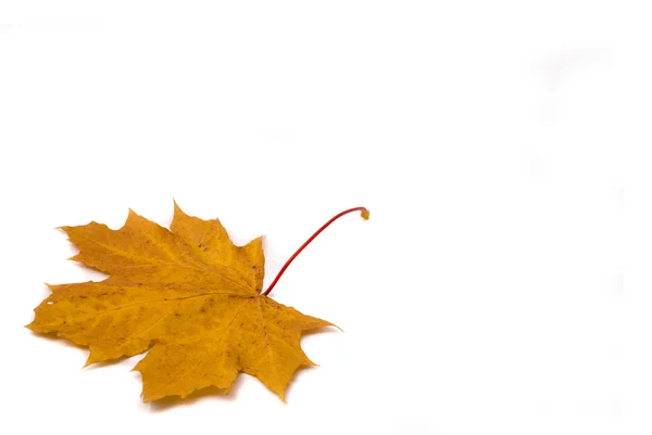 Jesienny liść klonu na białym tle — Zdjęcie stockowe