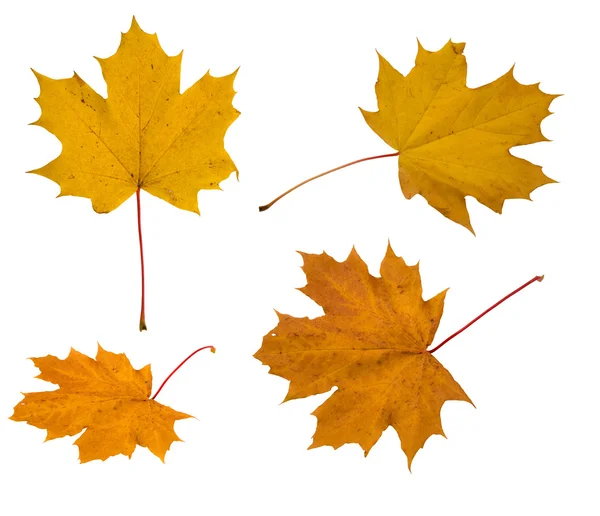 Colección de hojas de otoño — Foto de Stock