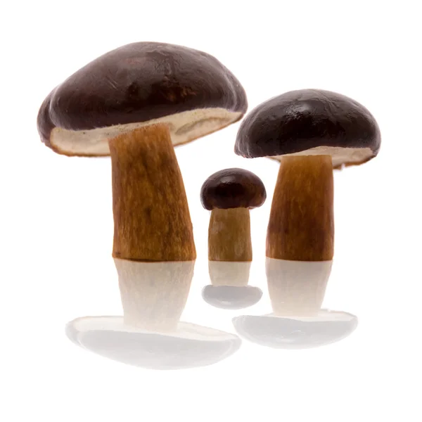 Drei Pilze, isoliert — Stockfoto