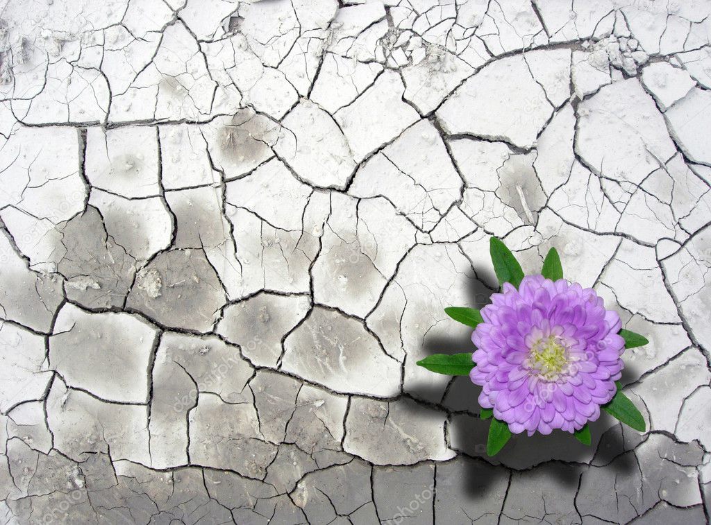 Cracked and dried soil